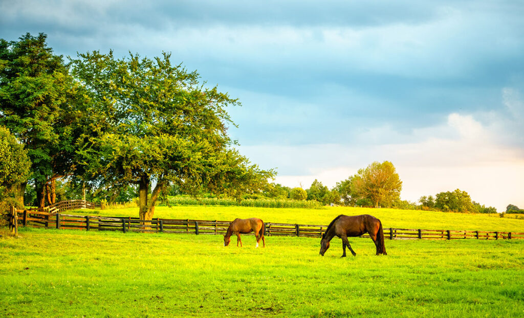 horses grazing spring pasture