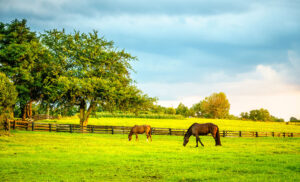 horses grazing spring pasture