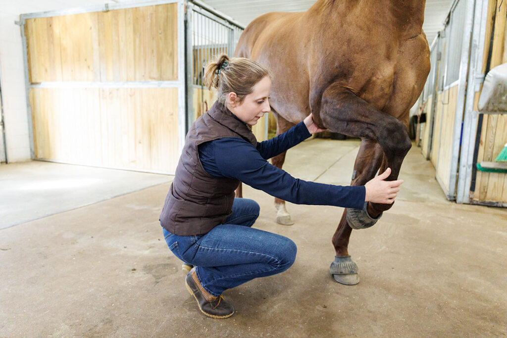 lameness exam, flexion