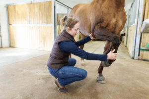lameness exam, flexion