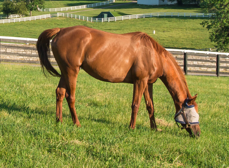 horse grazing in pasture