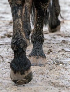 closeup of horse's legs walking through wet, muddy footing