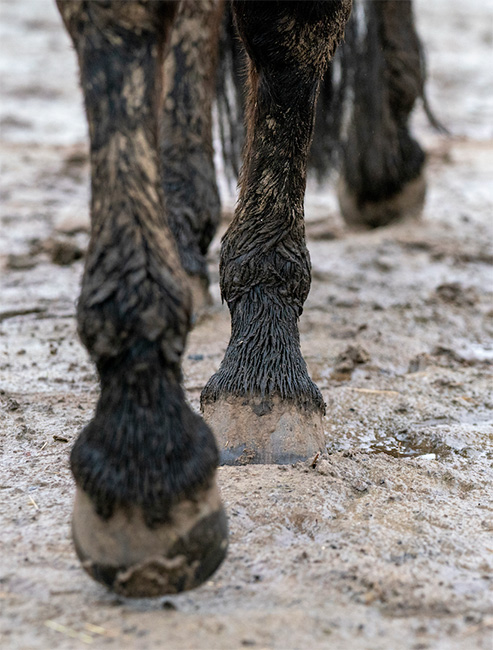 closeup of horse's legs walking through wet, muddy footing