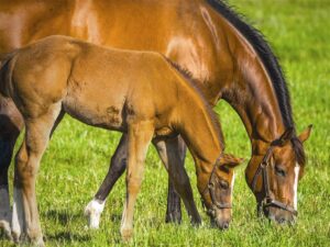 mare and foal