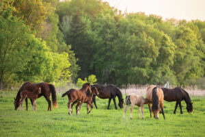 mares and foals in field