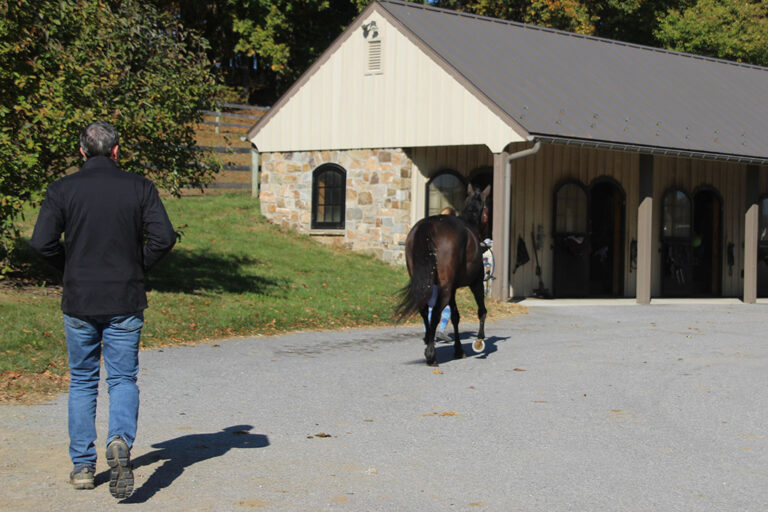 veterinarian watching horse jog