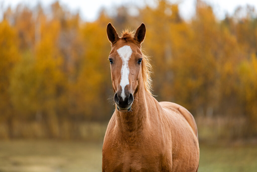 chestnut horse
