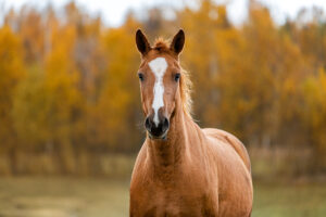 chestnut horse