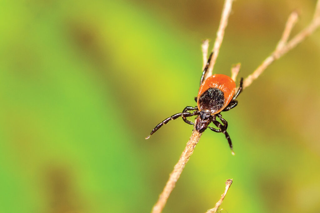 black legged tick