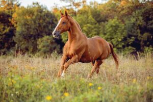 chestnut horse in weedy pasture