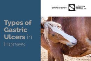 Types of Gastric Ulcers in Horses