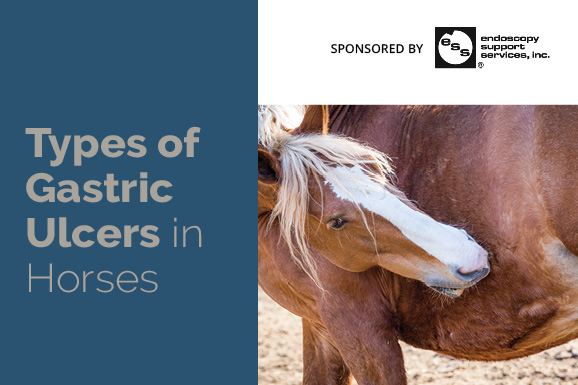 Types of Gastric Ulcers in Horses