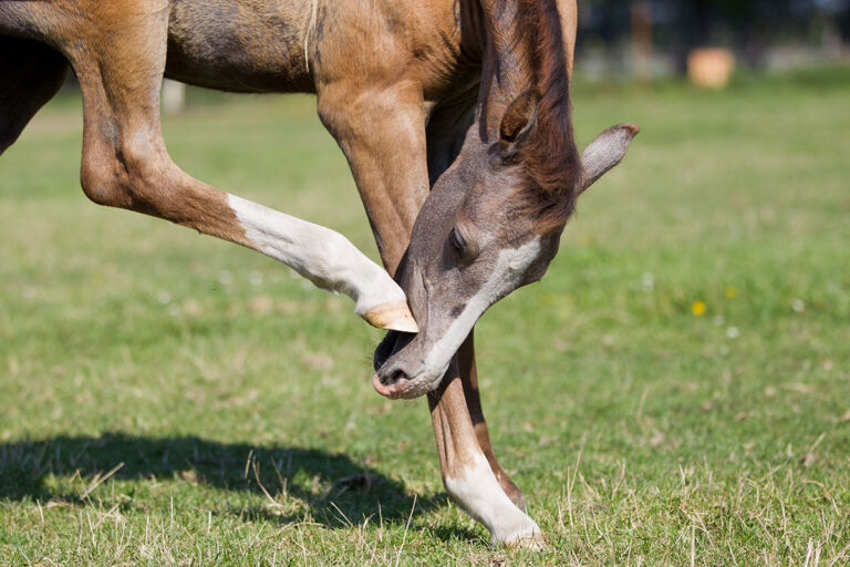 Foal-hoof-scratch-AdobeStock_302027668