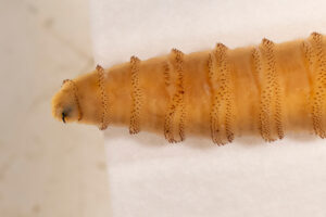 New World screwworm fly