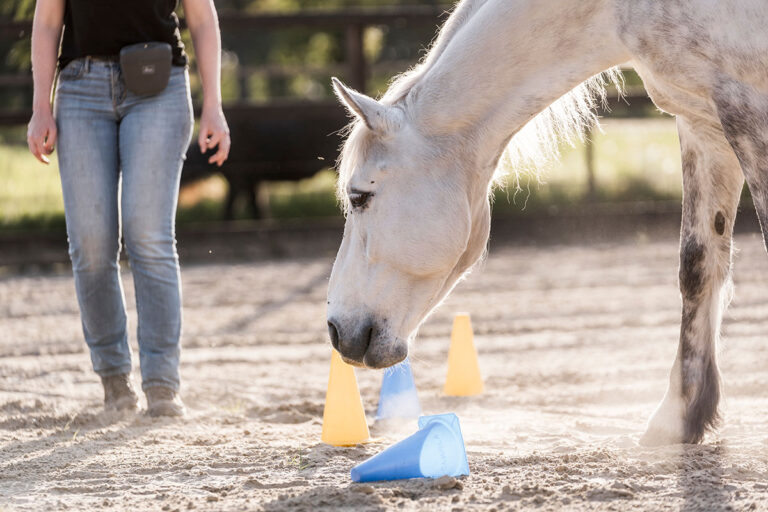 horse in arena with cones