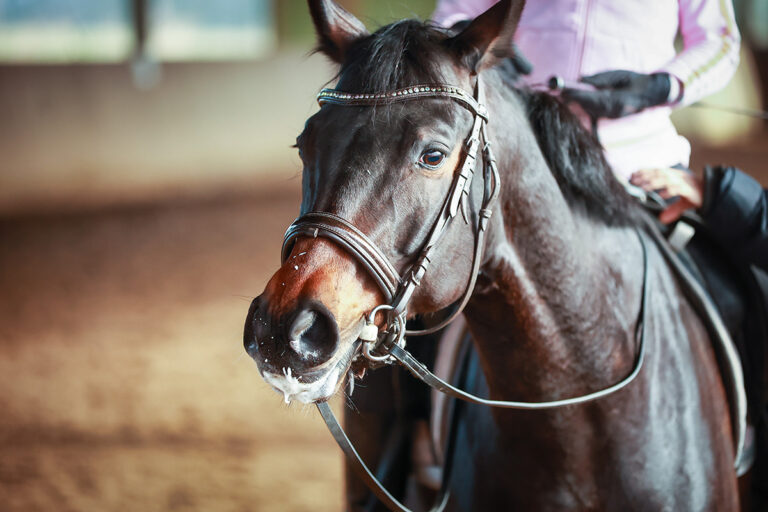 Sweaty Horse-AdobeStock_489653231