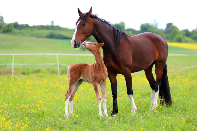 mare and foal in pasture