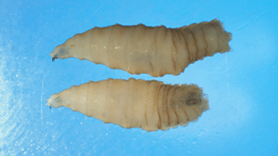 larvae-by-USDA