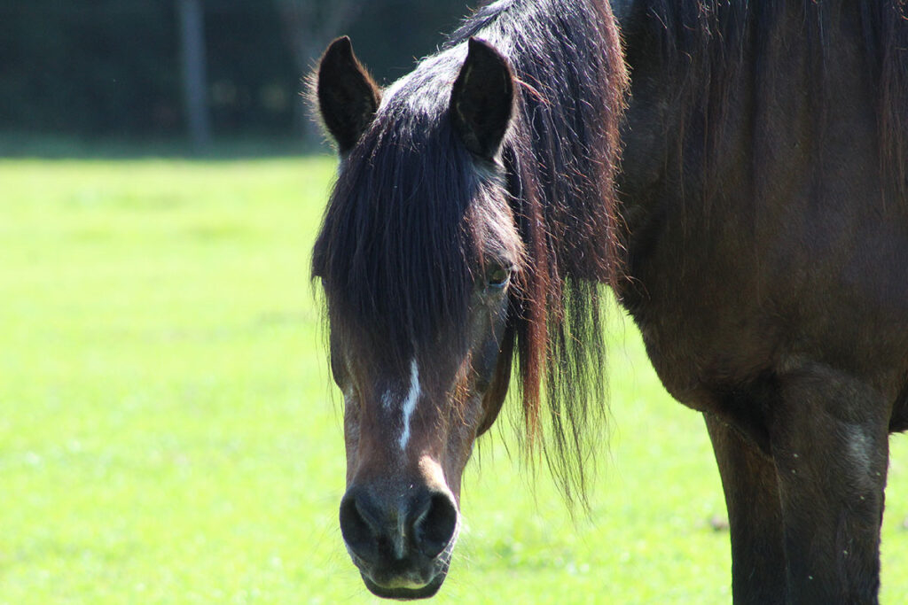 bay horse face