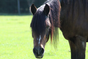 bay horse face