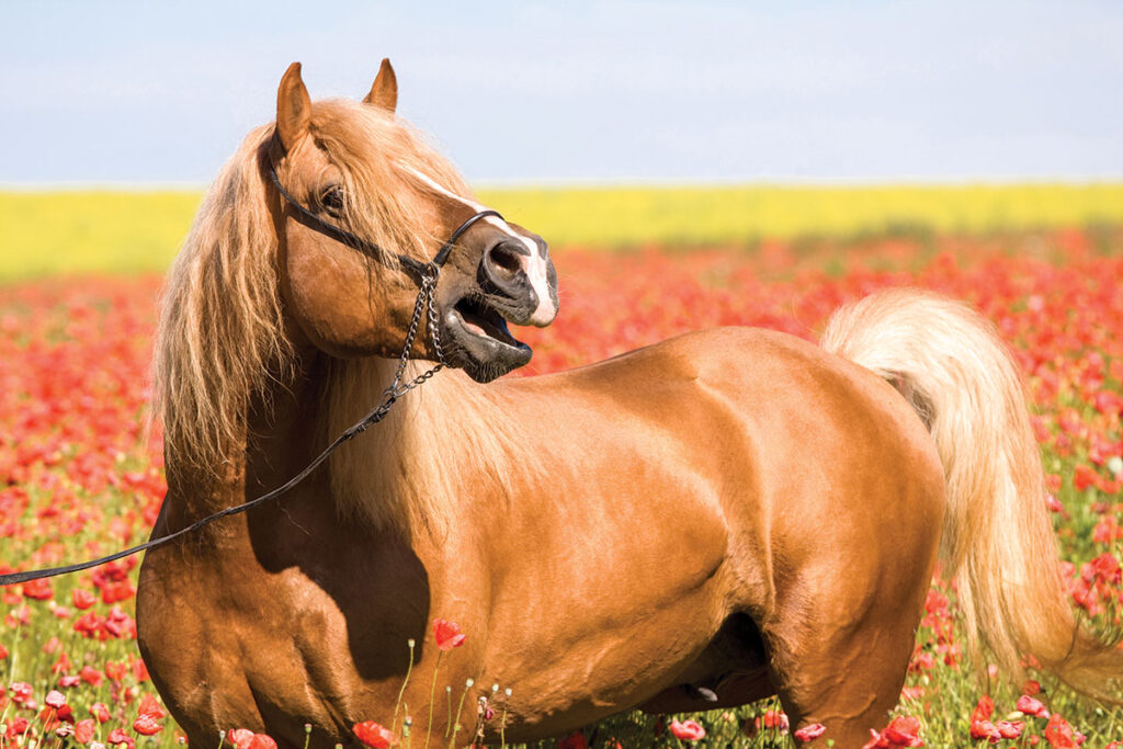 palomino horse in field calling to other horses