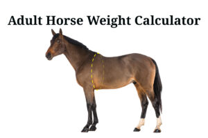 Adult Horse Weight Calculator 
