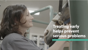 Working With Your Veterinarian on Treatment Plans