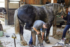 farrier rasping down hoof
