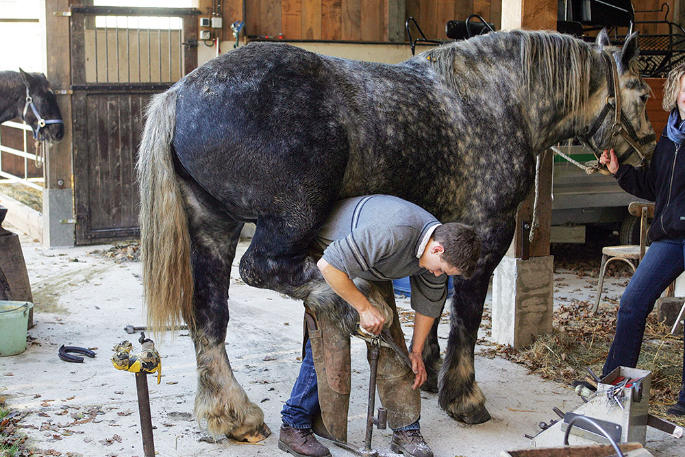 farrier rasping down hoof