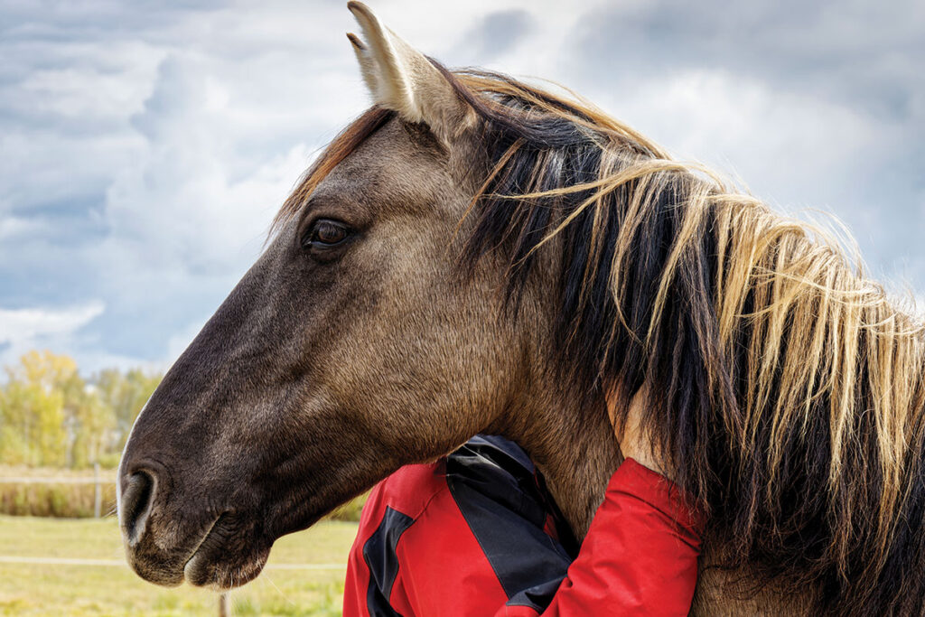 person hugging horse