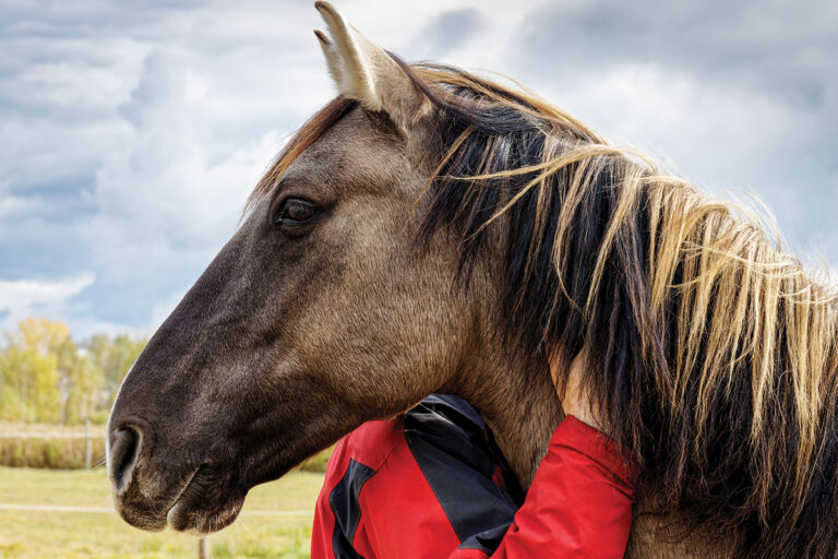 person hugging horse