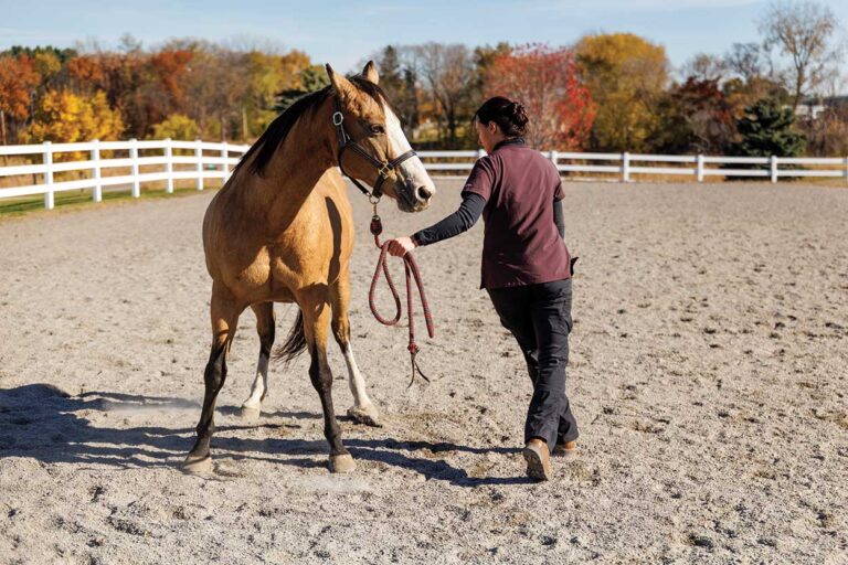 Lameness-NeuroExam-ShelleyPaulson-2