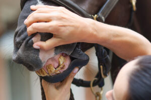 looking at horse's incisors