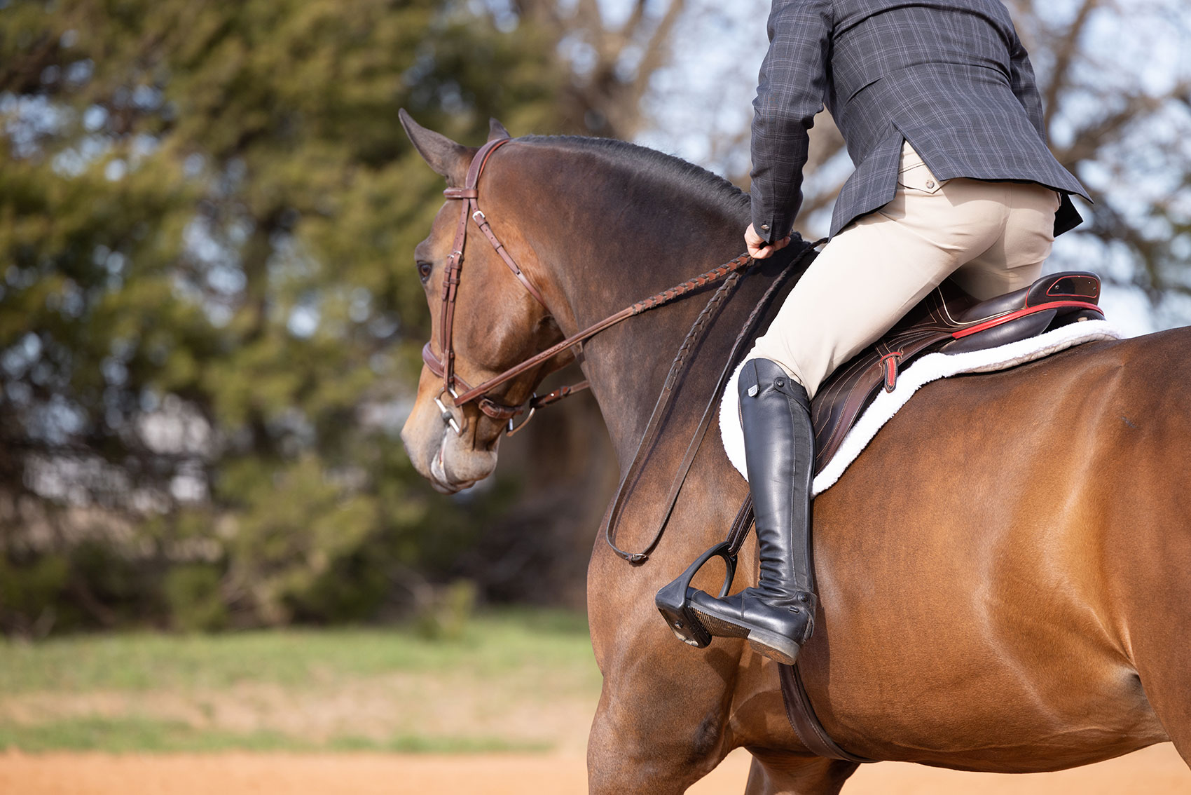 horse and rider