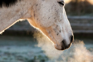 Gray Horse, Cooler air, breath - AdobeStock_127714342