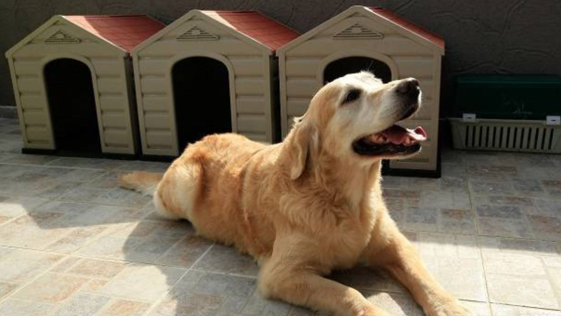 Esto es lo que debe hacer si su perro ha sido envenenado