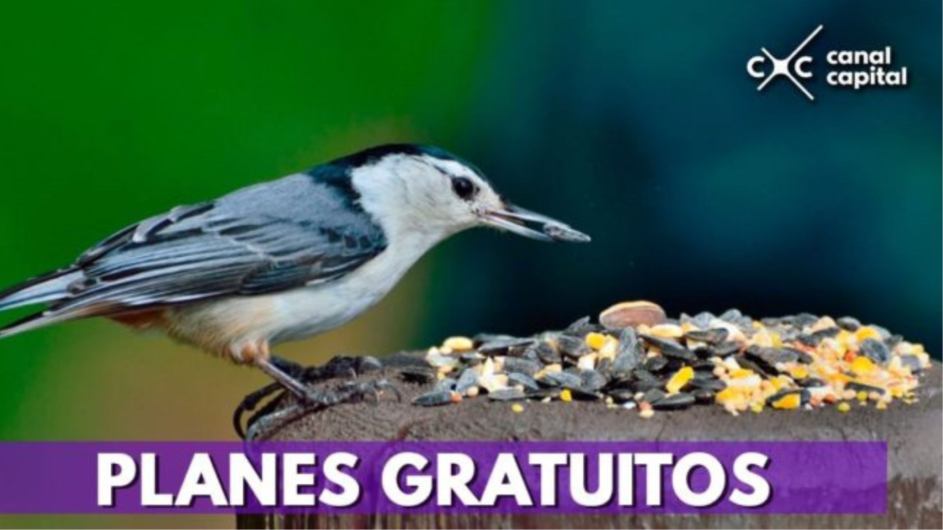 Conozca estos 10 planes que usted puede hacer sin dinero en Bogotá