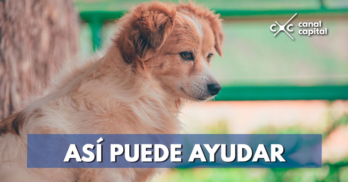 Así puede reportar un animal perdido en Bogotá