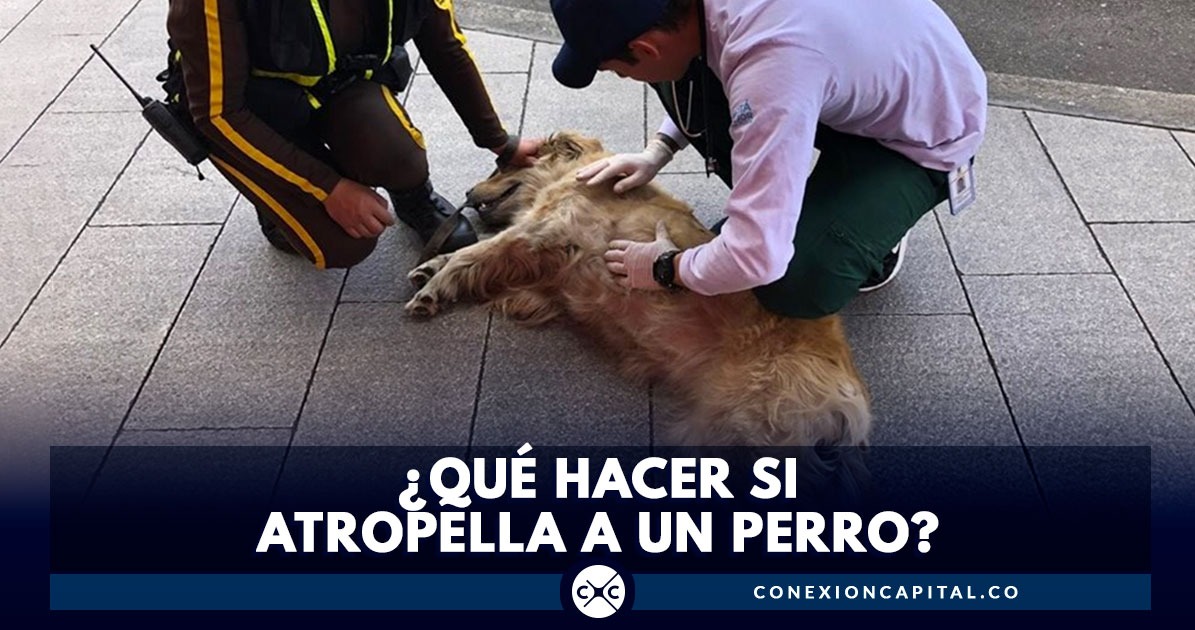 Lo que debe hacer si atropella a un perro en la vía