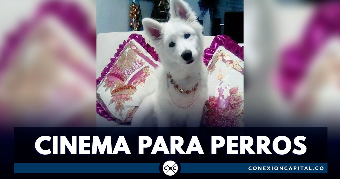 Inauguran cine donde es permitido asistir con perros