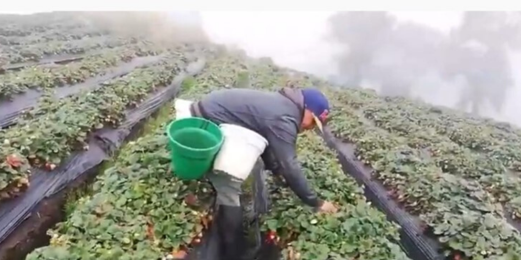 Así se cultivan las mejores fresas del municipio de Sibaté