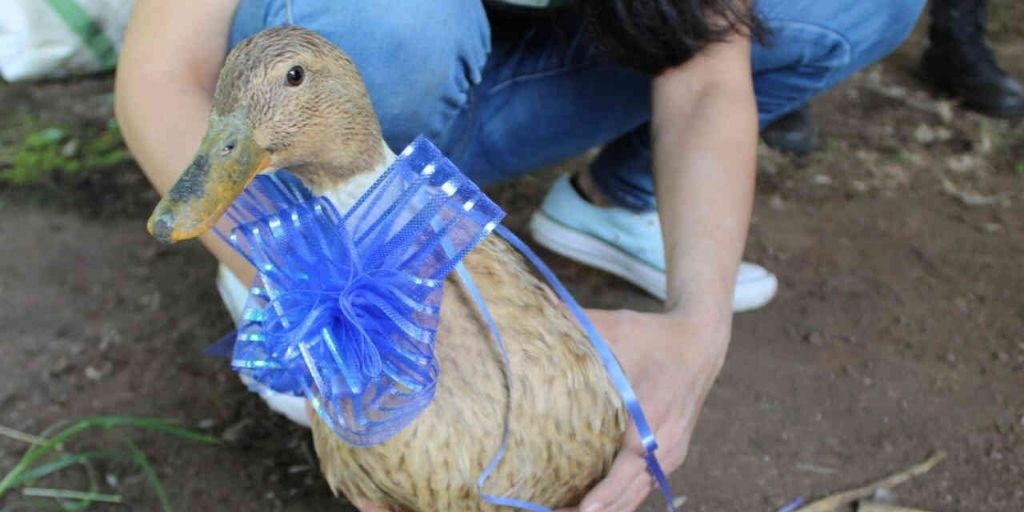 ‘Un Hogar Pato’Da La Vida‘: la campaña de adopción de patos y gansos en Bogotá