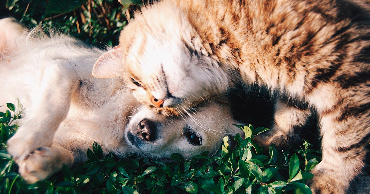 Conoce la Unidad de Cuidado Animal ubicada en Engativá