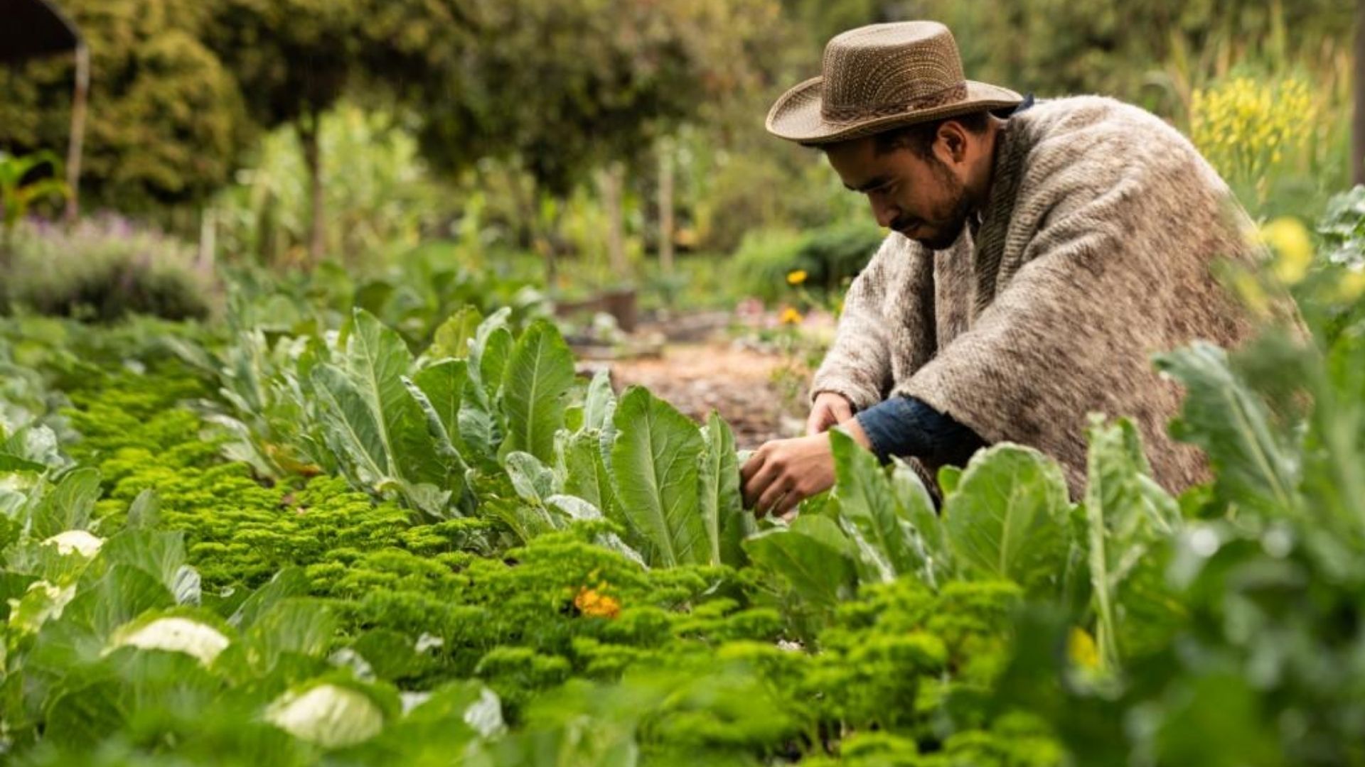 Abren convocatoria para pequeños y medianos productores del campo bogotano