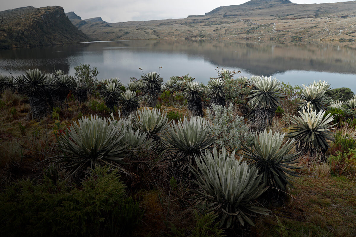 Conéctese al Especial AHORA: ‘Vivir en Sumapaz’