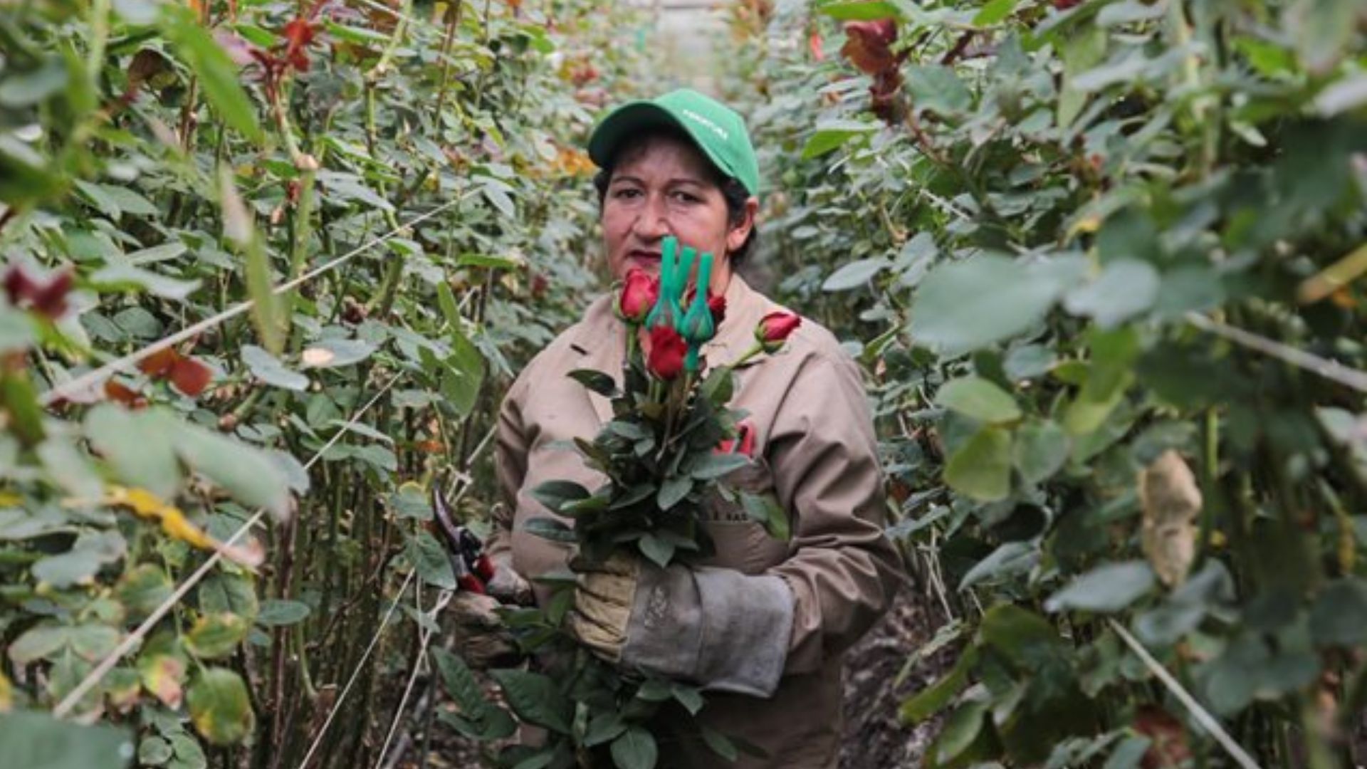 Colombia exporta 900 millones de flores en San Valentín: estos son los precios en Bogotá
