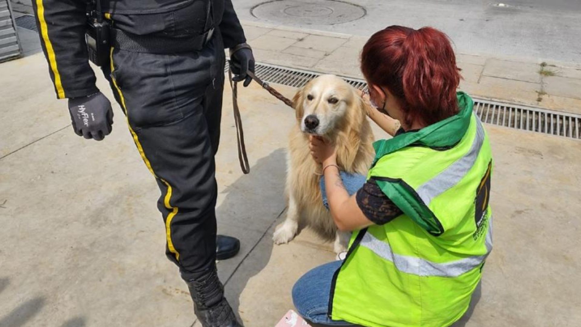 Ley Lorenzo: luz verde para la regulación del uso de perros en seguridad privada y garantizar su bienestar