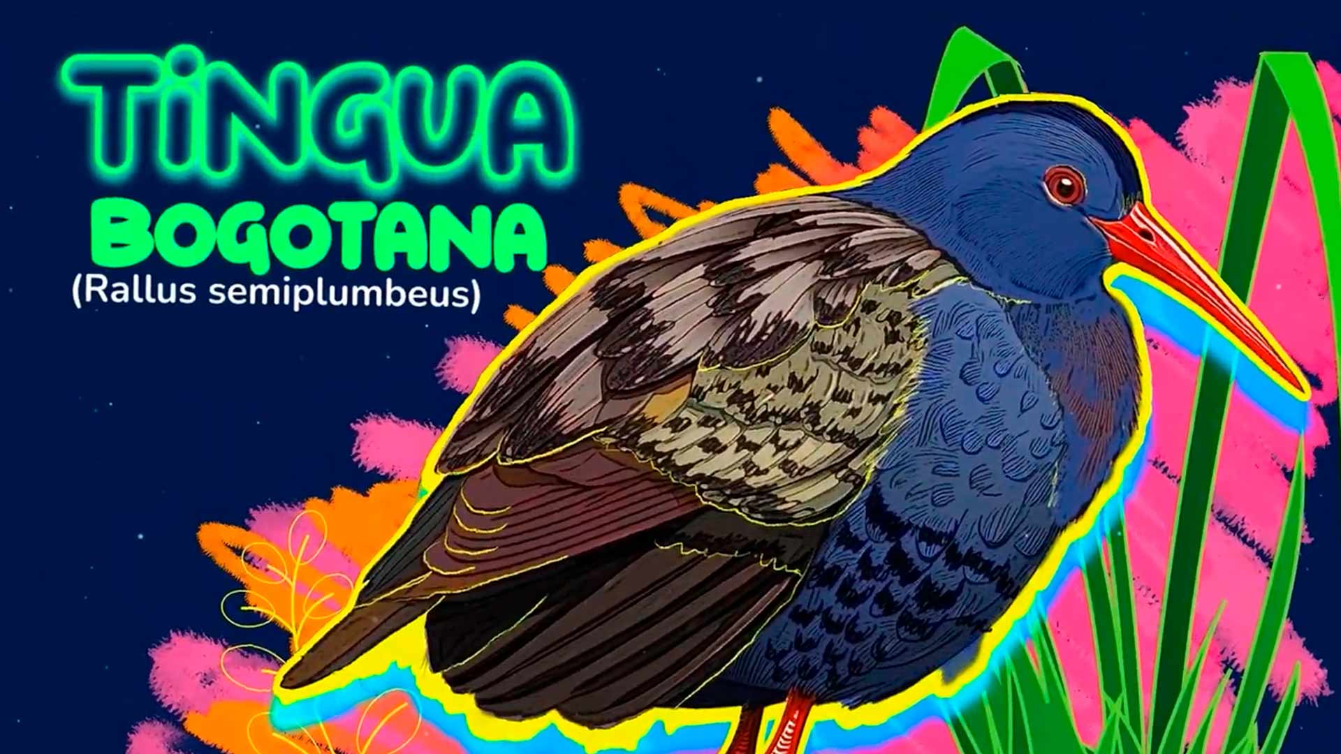 Vecinos ocultos: los animales silvestres de Bogotá