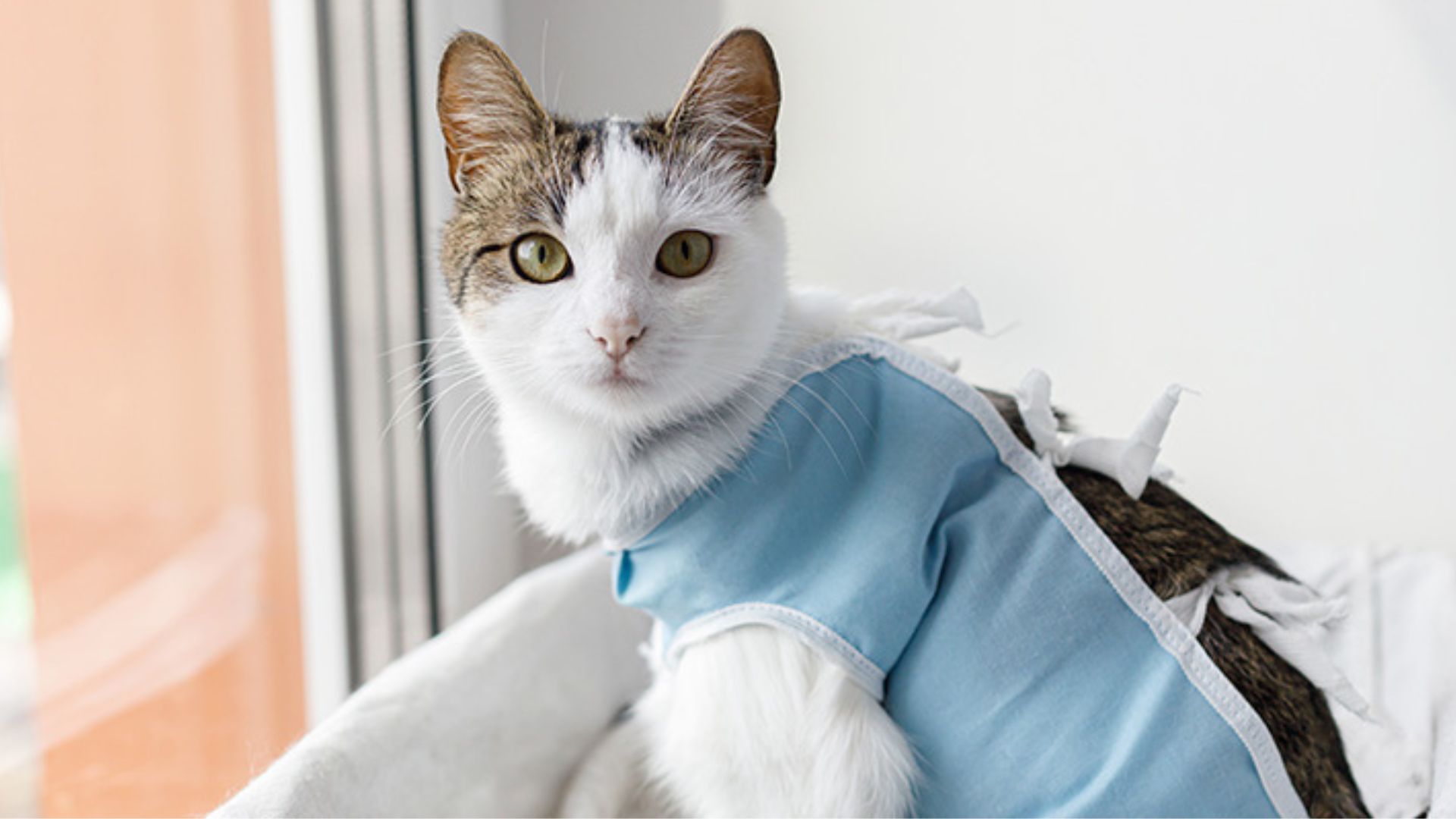 ¡Prográmese! Bogotá ofrece jornadas de esterilización gratuita para mascotas este 4 y 5 de abril