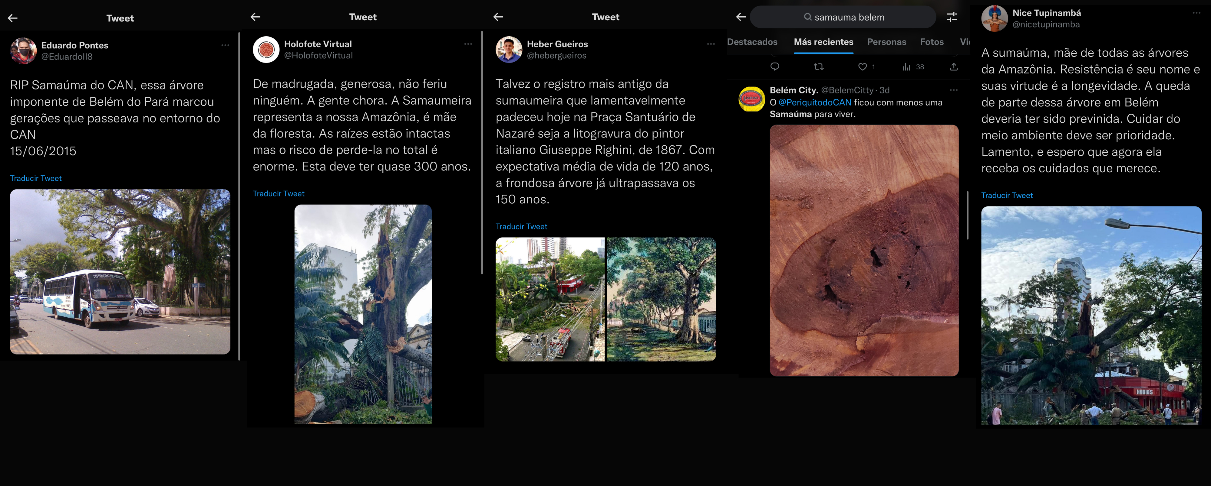 The fallen kapok tree that touched an entire city - SUMAÚMA, image size:4000x1608